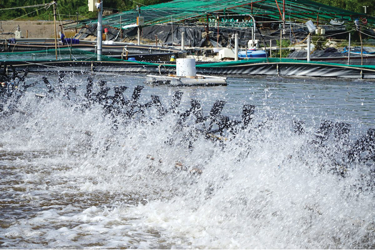 Chạy quạt nước để tăng lượng oxy trong nước